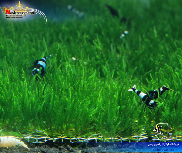 خزه شعله آب شیرین ,Flame moss