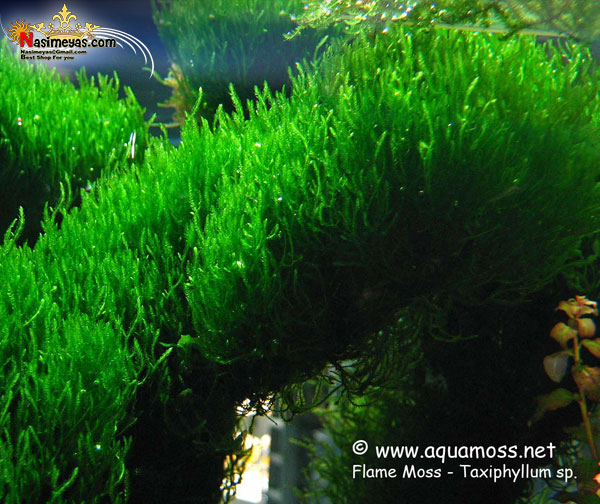 خزه شعله آب شیرین ,Flame moss