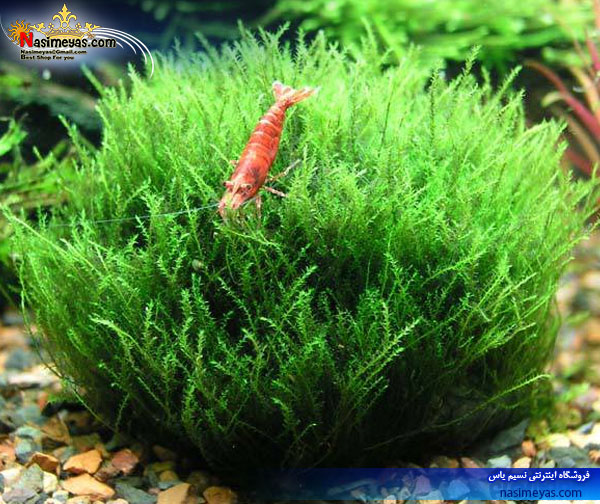 خزه شعله آب شیرین ,Flame moss