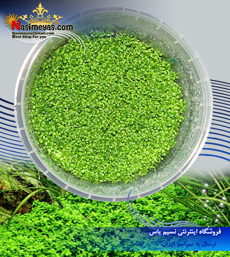 گیاه همیانتوس کوبایی چمنی کف پوش Hemianthus cuba