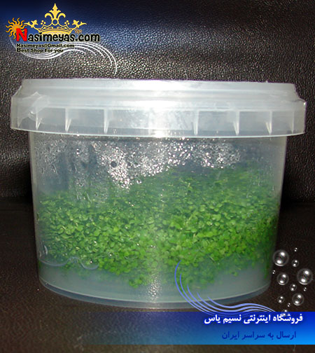 گیاه همیانتوس کوبایی Aquarium Plant Hemianthus cuba پوش Hemianthus cuba