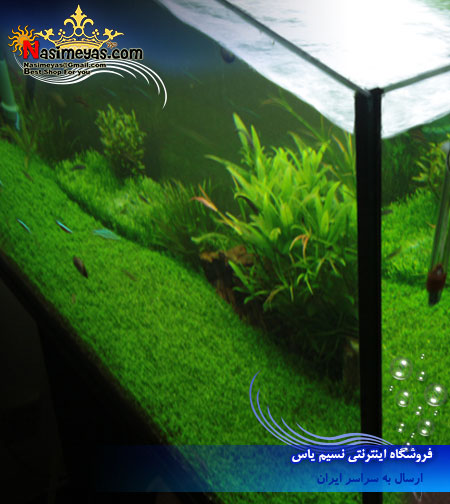 گیاه همیانتوس Aquarium Plant Hemianthus cuba