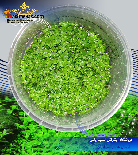 گیاه مونت کارلو Micranthemum monte carlo