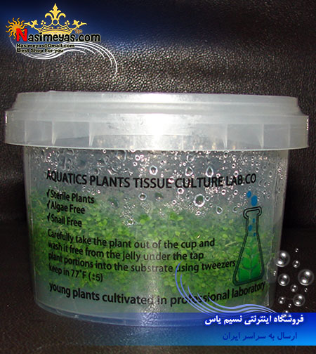 گیاه مونت کارلو Micranthemum monte carlo