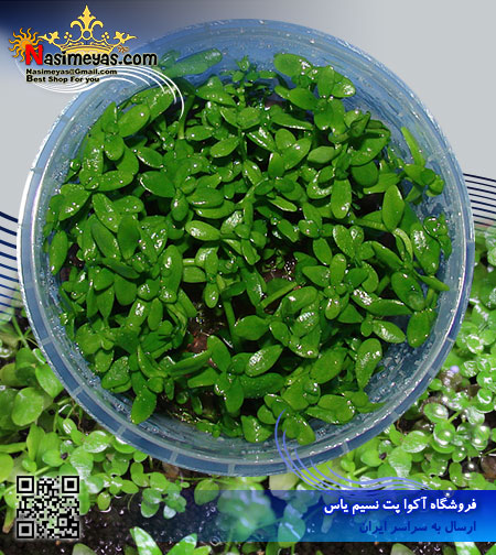 گیاه باکوپا استرالیایی bacopa australis پلنت کد 631