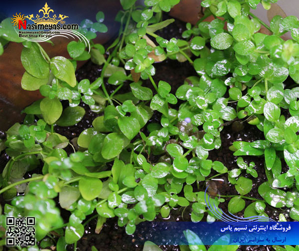 Plant bacopa australis