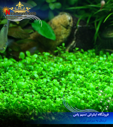 گیاه گلوسوستيگما الاتينوايدس Glossostigma Elatinoides