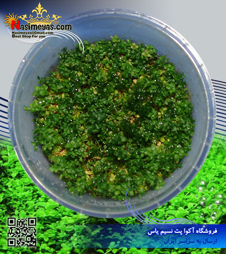 گیاه میکرانتموم micranthemum پلنت کد 606
