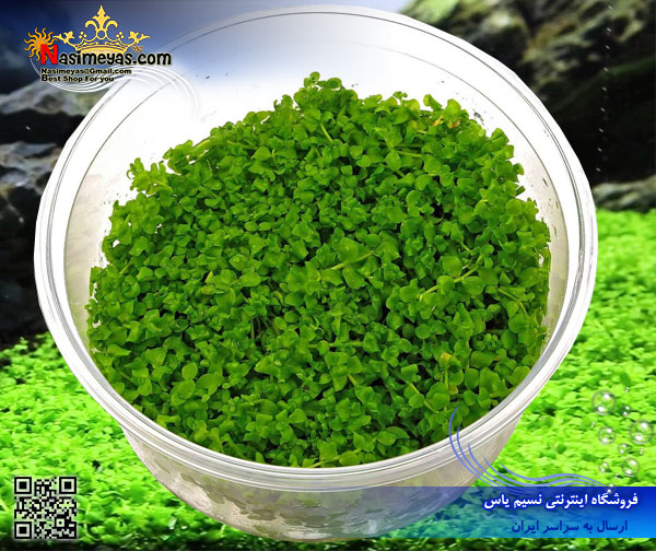 Aquarium Plant micranthemum