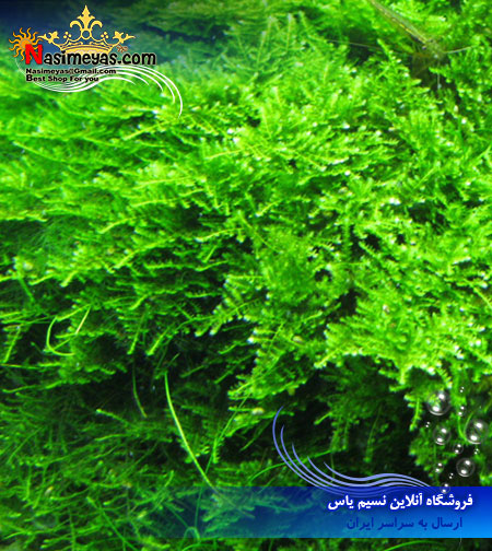 خزه کمیاب و درجه یک مینی پرل آب شیرین