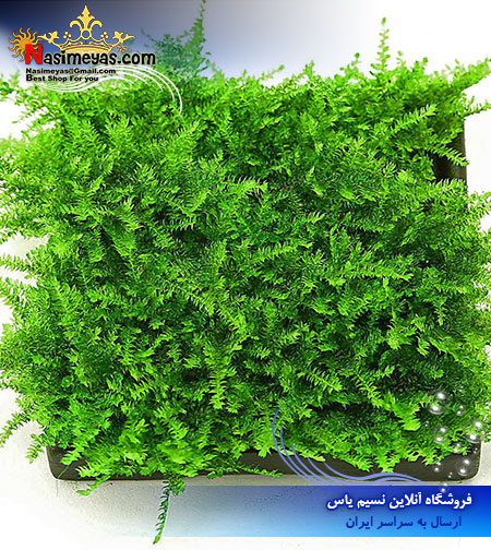 خزه مینی پرل آب شیرین