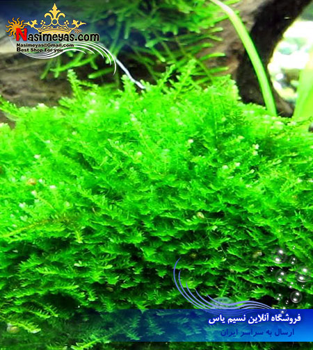 خزه کمیاب مینی پرل آب شیرین