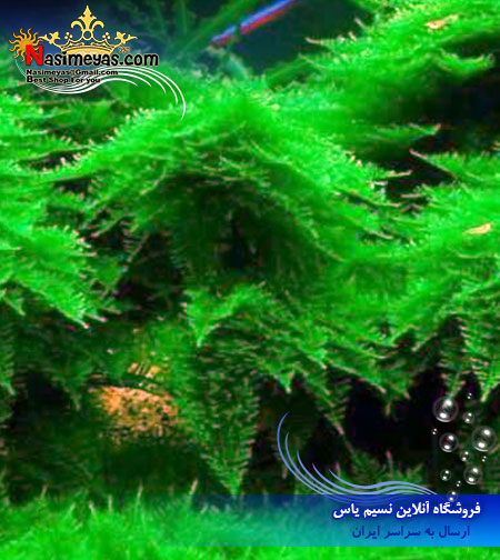 خزه کمیاب و درجه یک مینی پرل آب شیرین