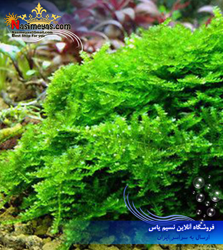 خزه کمیاب و درجه یک مینی پرل آب شیرین