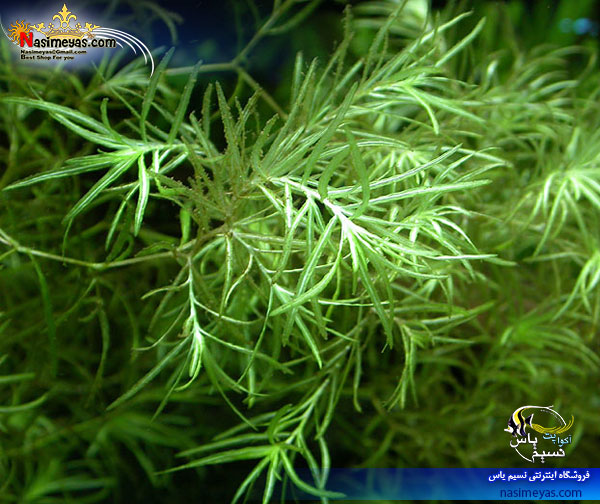 گیاه ناجاس najas پلنت Plant Najas