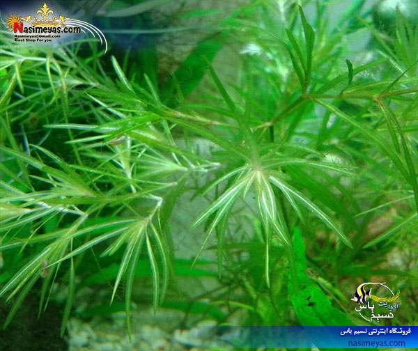 Aquarium Plant Najas