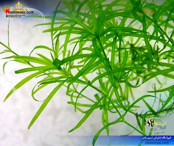 گیاه ناجاس najas پلنت کد 613