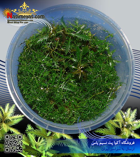 گیاه پالوستریس کوبا palustris cuba پلنت کد 601