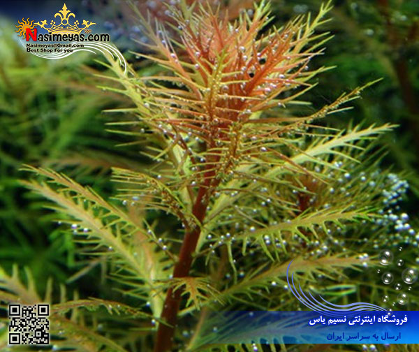 گیاه پالوستریس کوبا palustris cuba پلنت کد 601