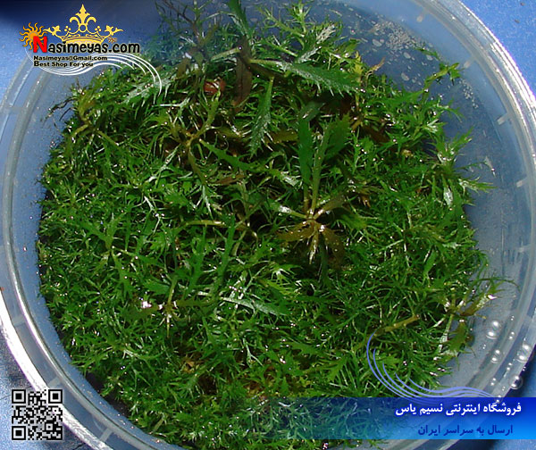 palustris cuba Plant