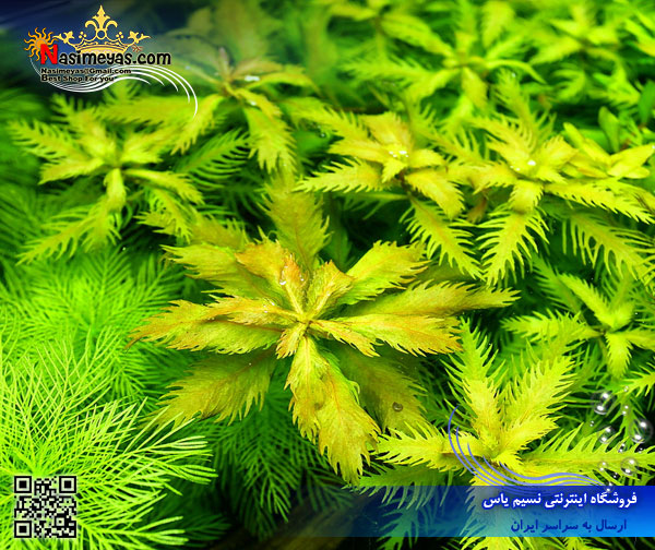 گیاه پالوستریس کوبا palustris cuba پلنت کد 601