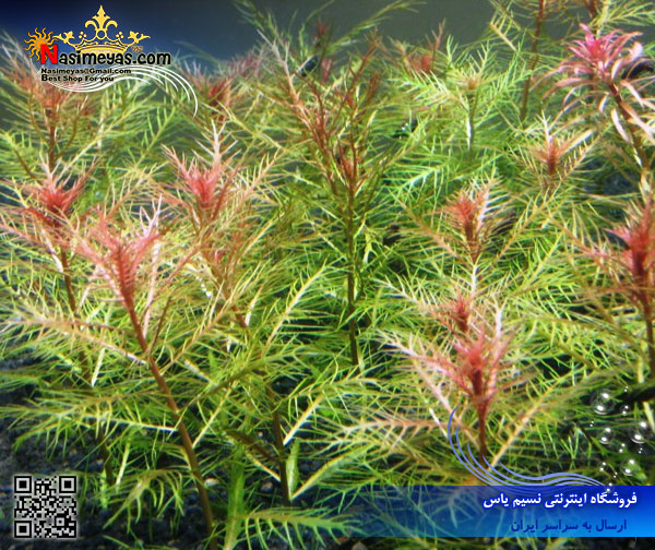 گیاه پالوستریس کوبا palustris cuba پلنت کد 601