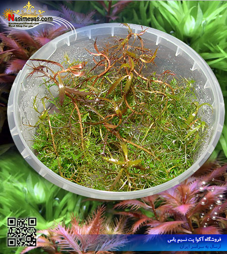 گیاه پالوستریس کوبا palustris cuba پلنت کد 601