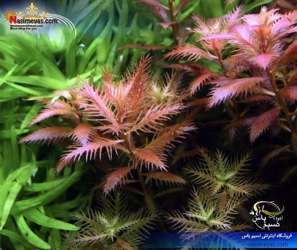 گیاه پالوستریس کوبا palustris cuba پلنت کد 601