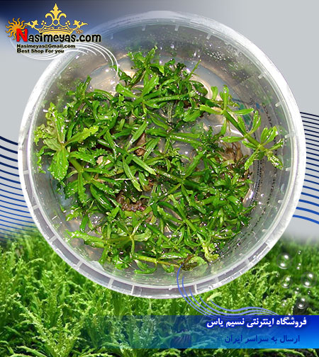 گیاه پوگوستمون هلفري pogostemon helferi پلنت