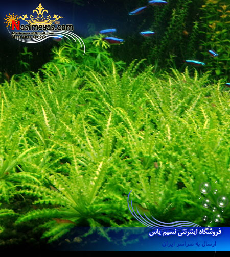 گیاه Aquarium Plant pogostemon helferi