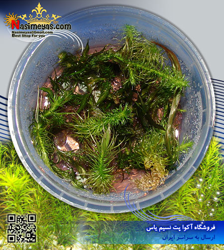 گیاه روتولا روتوندیفولیا سبز rotala wallichii پلنت کد 602