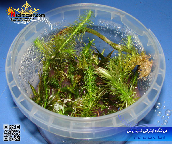گیاه روتولا روتوندیفولیا سبز rotala rotundifolia green پلنت کد 614