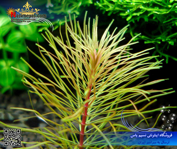 گیاه روتولا روتوندیفولیا سبز rotala green پلنت کد 614