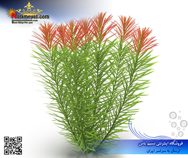 rotala wallichii