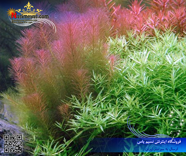 گیاه روتولا والیچی سبز rotala green پلنت کد 614