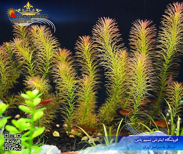 rotala wallichii