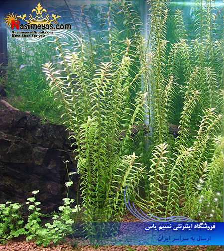 گیاه روتالا روتوندیفولیا rotala rotundifolia پلنت