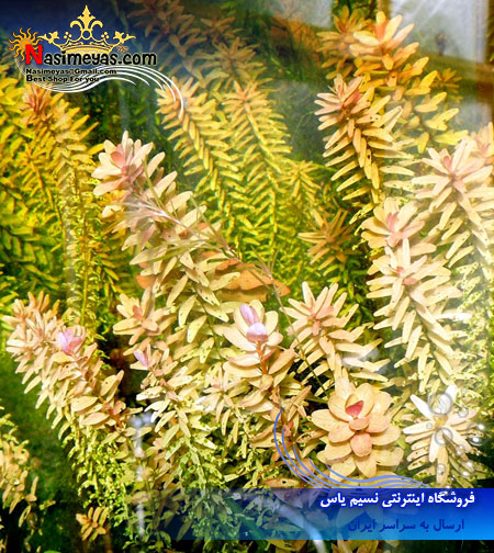 گیاه روتولا روتوندیفولیا rotala rotundifolia پلنت