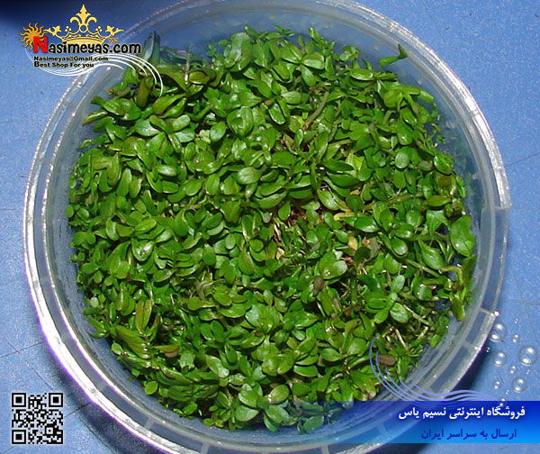گیاه روتولا روتوندیفولیا سبز rotala rotundifolia green پلنت کد 614