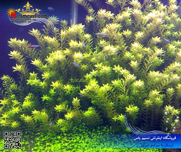 Aquarium Plant rotala rotundifolia green