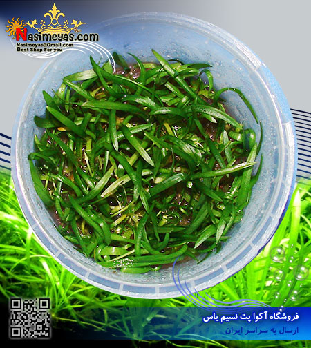گیاه ساگیتاریا sagittaria پلنت کد 619