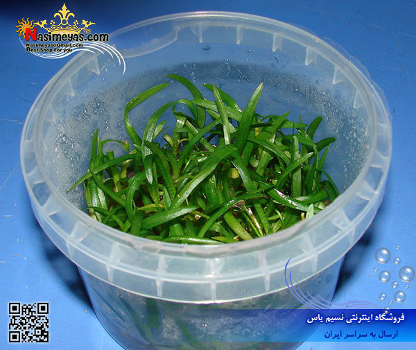 Plant sagittaria