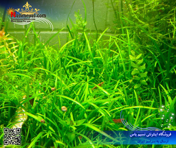 گیاه ساگیتاریا sagittaria پلنت کد 619