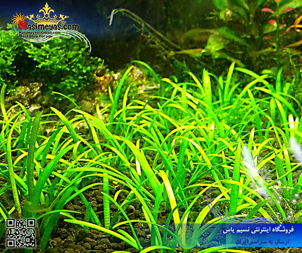 گیاه ساگیتاریا sagittaria پلنت کد 619