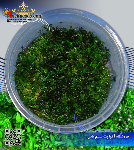 گیاه استراتوس stratos پلنت کد 603