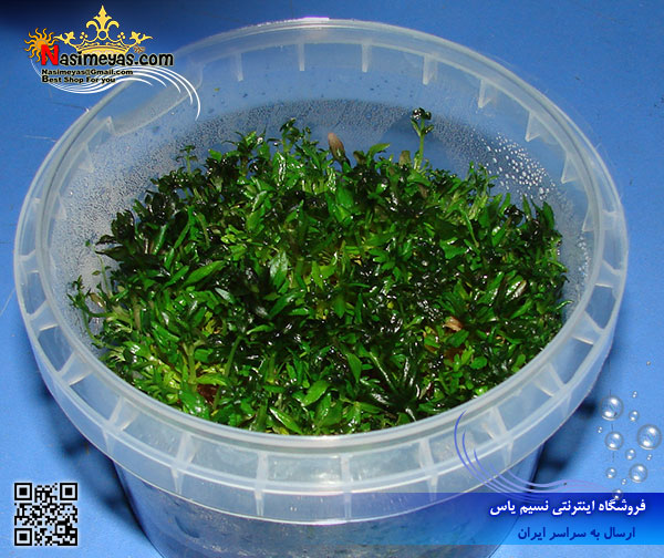 گیاه استراتوس stratos پلنت کد 603