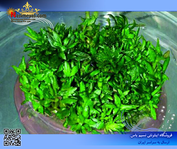 stratos Plant