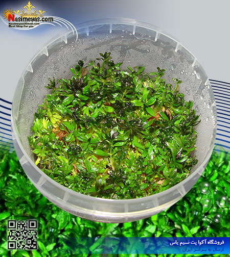 گیاه استراتوس stratos پلنت کد 603