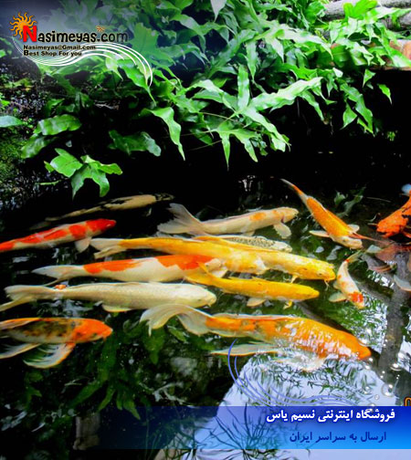 POND PELLET MIX تروپیکال