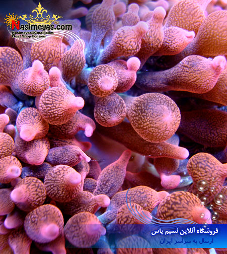 فروش شقایق رز قرمز آب شور